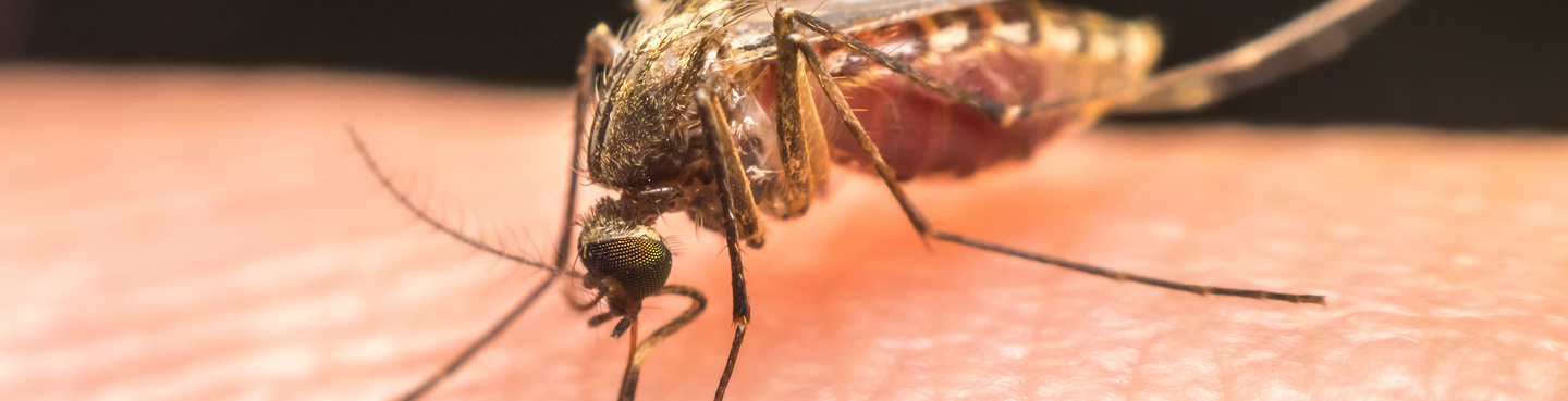 Lutte contre la prolifération des insectes nuisibles