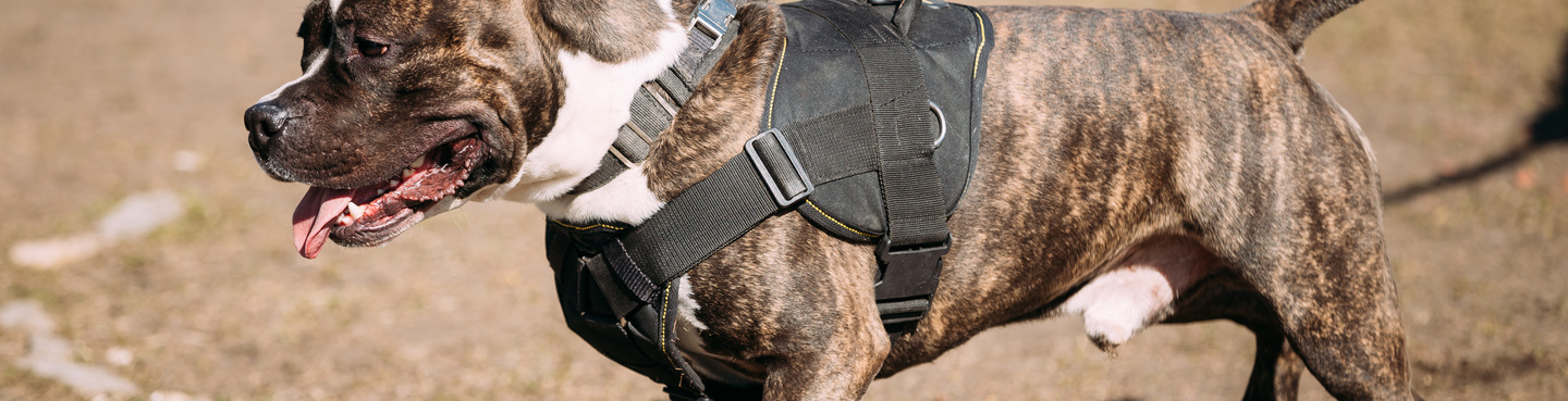 Déclaration de chiens dangereux