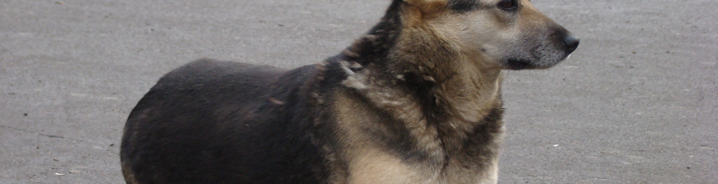 Animaux errants sur la voie publique